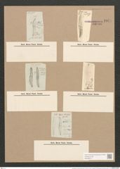 Pleurosigma acuminatum (Kuetz) Grun. (de-Toni-Nr.: Genus 13, Species 1075) Zeichnungen Sammlung Grunow Nr. 1941 (NHMW-BOT-W0369077)